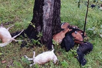 Whatsapp Image 2024 10 31 At 1.28.05 Pm.jpeg