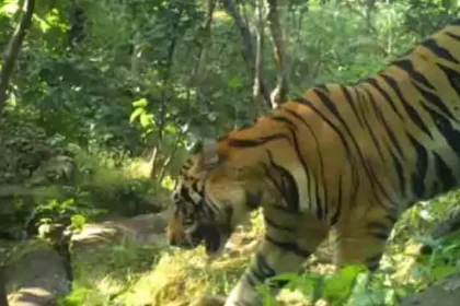 4171988 Untitled 33 Copy.webp.webp