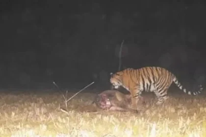 4185260 Untitled 9 Copy.webp.webp