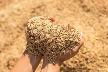 4196116 Untitled 35 Copy.webp.webp