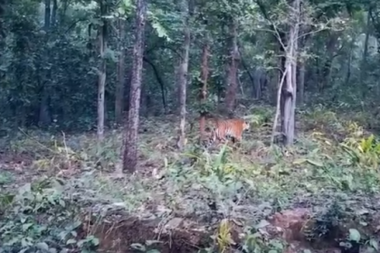 Screenshot 2024 11 18 114246 E1731910485421.png