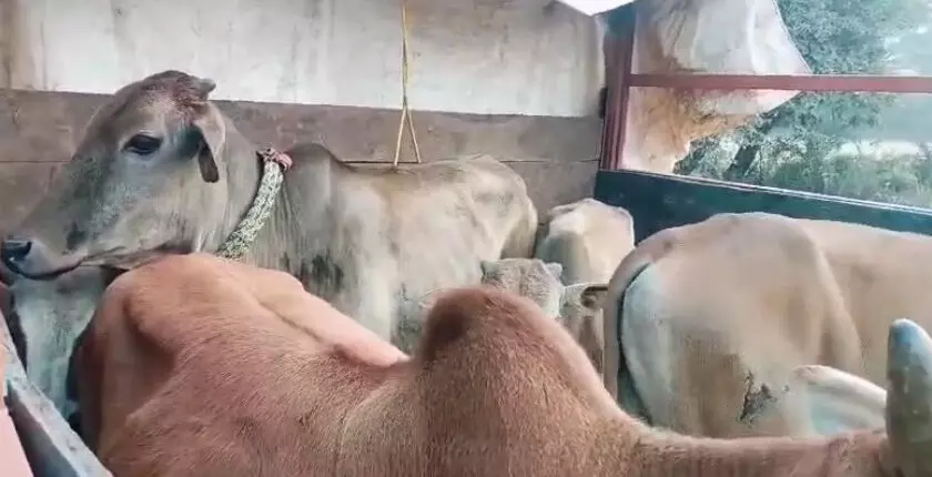 4321949 Untitled 37 Copy.webp.webp