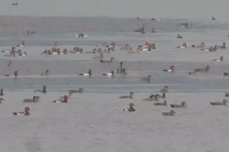 4393802 Untitled 19 Copy.webp.webp