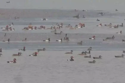 4393802 Untitled 19 Copy.webp.webp