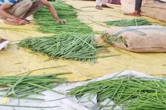 4406826 Saa Copy.webp.webp