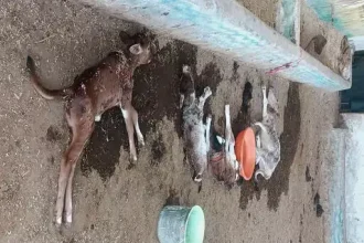 4415467 Untitled 21 Copy.webp.webp