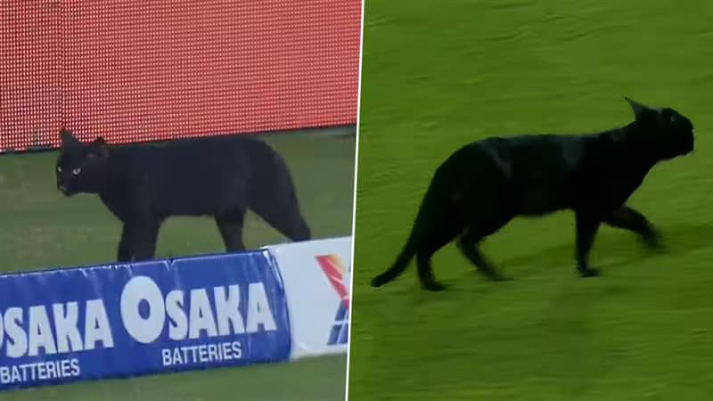 Cat Stops Play In Pak Vs Nz Tri Series 2025 Final 1.jpg