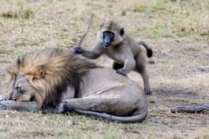 Lion Viral Video