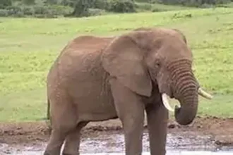 4469367 Hathi.webp.webp