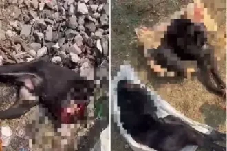 4477186 Untitled 34 Copy.webp.webp