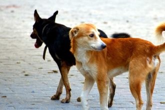 Stray Dogs.jpg