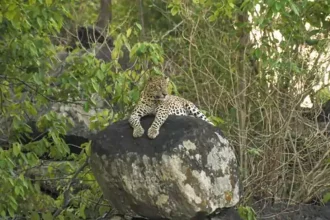 4571666 Untitled 4 Copy.webp.webp