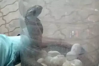 4585327 Untitled 35 Copy.webp.webp