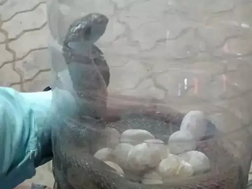 4585327 Untitled 35 Copy.webp.webp