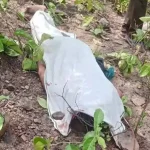 4606801 Untitled 59 Copy.webp.webp