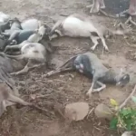 4626269 Untitled 49 Copy.webp.webp