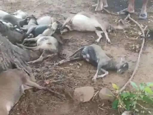 4626269 Untitled 49 Copy.webp.webp