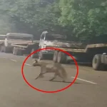 4628776 Untitled 21 Copy.webp.webp