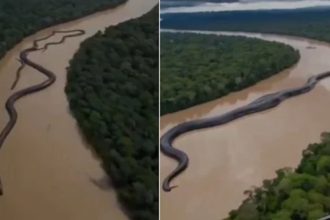 Anaconda L