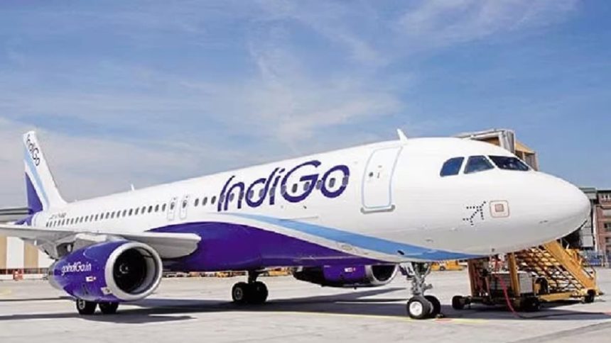 Indigo 1.jpg