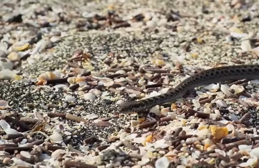 Screenshot 20250610 123524 Youtube