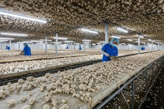 Mushroom Farming.jpg