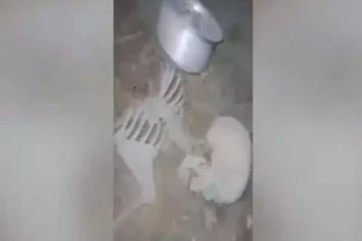 4749174 1 Copy.webp.webp