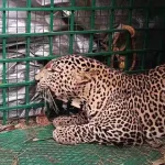 4788485 1 Copy.webp.webp