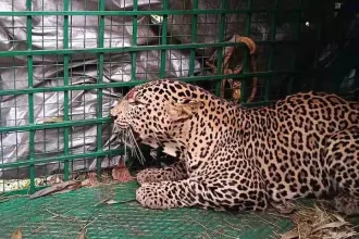 4788485 1 Copy.webp.webp