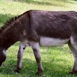 Donkey