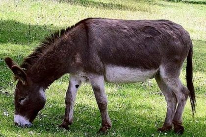 Donkey