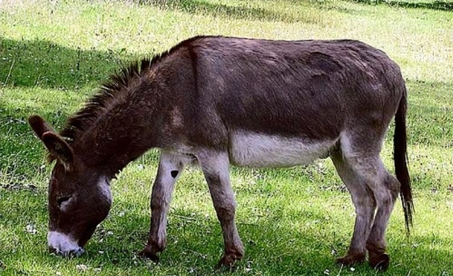 Donkey