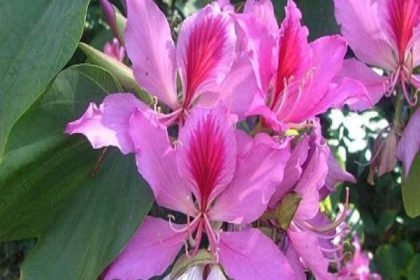 Neem Kachnar 1688050185