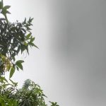 4818780 Untitled 9 Copy.jpg