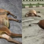 4ff65e69 12ef 4550 Aee1 31c2f501a2f5.jpeg