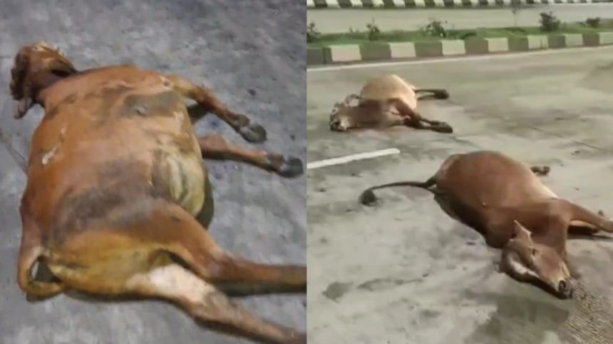 4ff65e69 12ef 4550 Aee1 31c2f501a2f5.jpeg