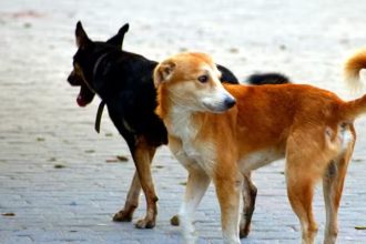 Dog.jpg
