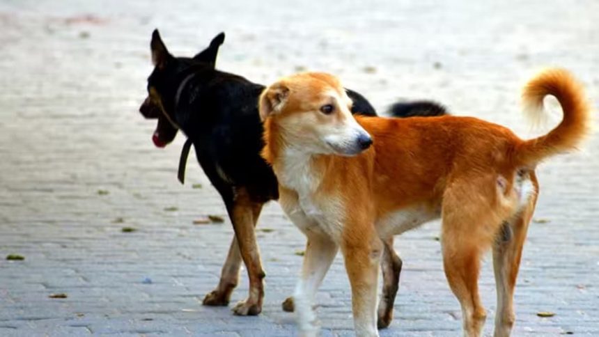 Dog.jpg