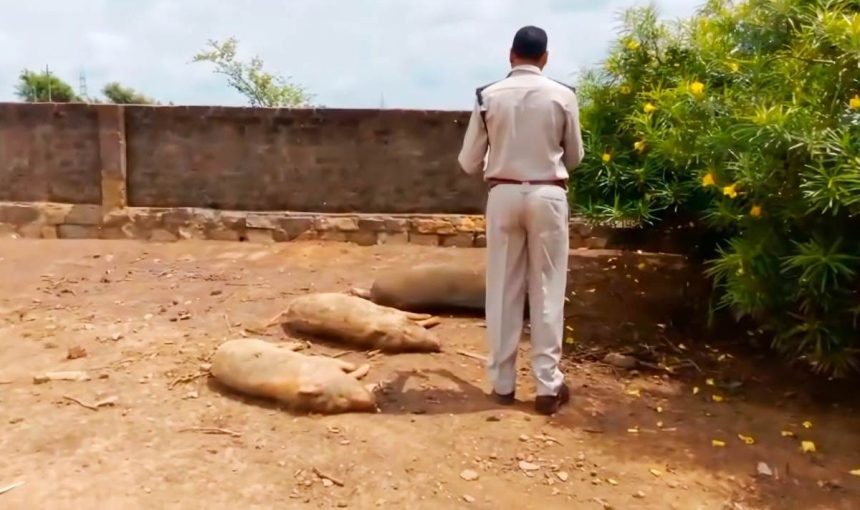 Whatsapp Image 2025 09 14 At 3.56.42 Pm.jpeg