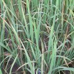 4921185 Untitled 2 Copy.jpg