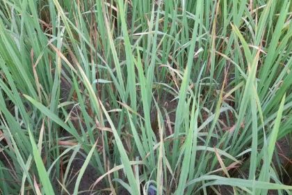 4921185 Untitled 2 Copy.jpg