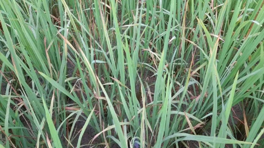 4921185 Untitled 2 Copy.jpg