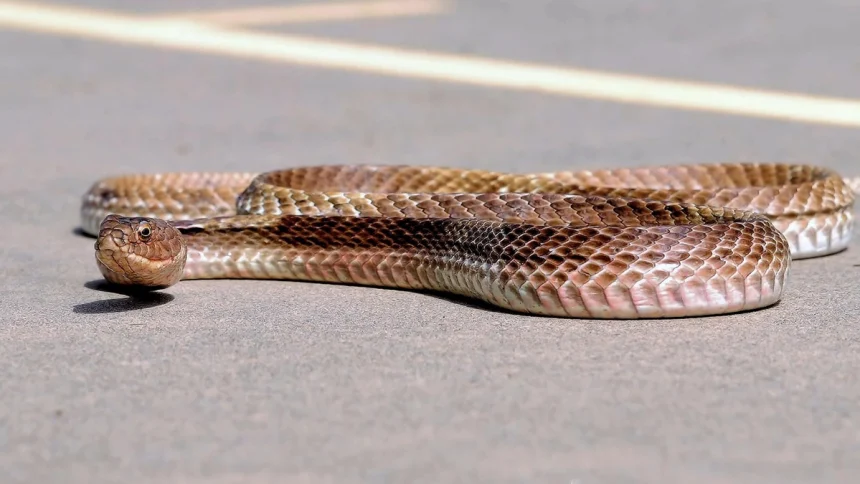 Snakes.jpg