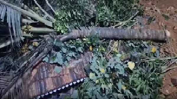 News Image 176146665826 10 2025 13 47 38.webp.webp