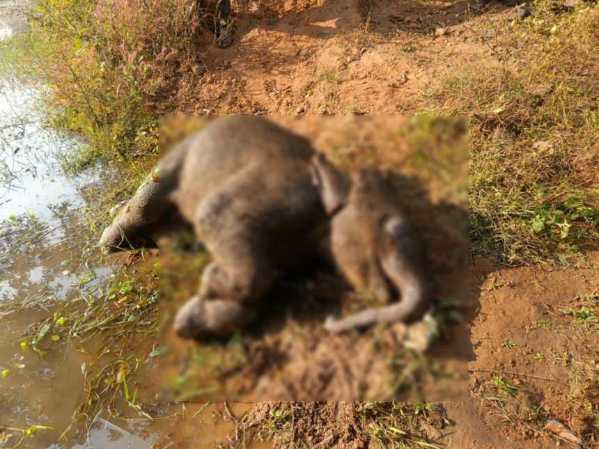 Whatsapp Image 2025 11 26 At 10.42.06 Am 1.jpeg