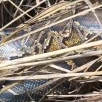 5168223 Untitled 3 Copy.jpg