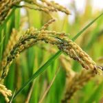 5193992 Untitled 13 Copy.jpg