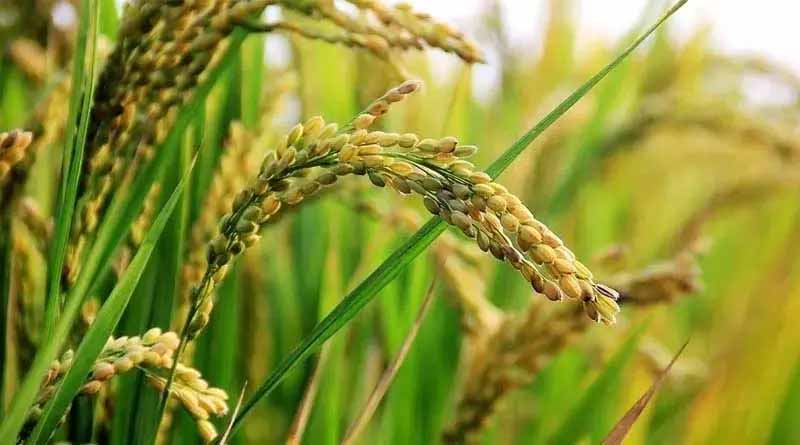 5193992 Untitled 13 Copy.jpg