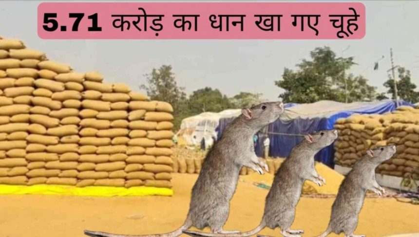 Whatsapp Image 2026 01 11 At 1.57.56 Pm.jpeg