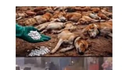 News Image 176926774124 01 2026 20 45 41.webp.webp